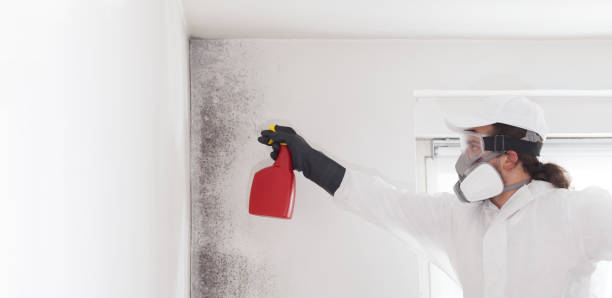 Attic Mold Removal in Kokomo, IN